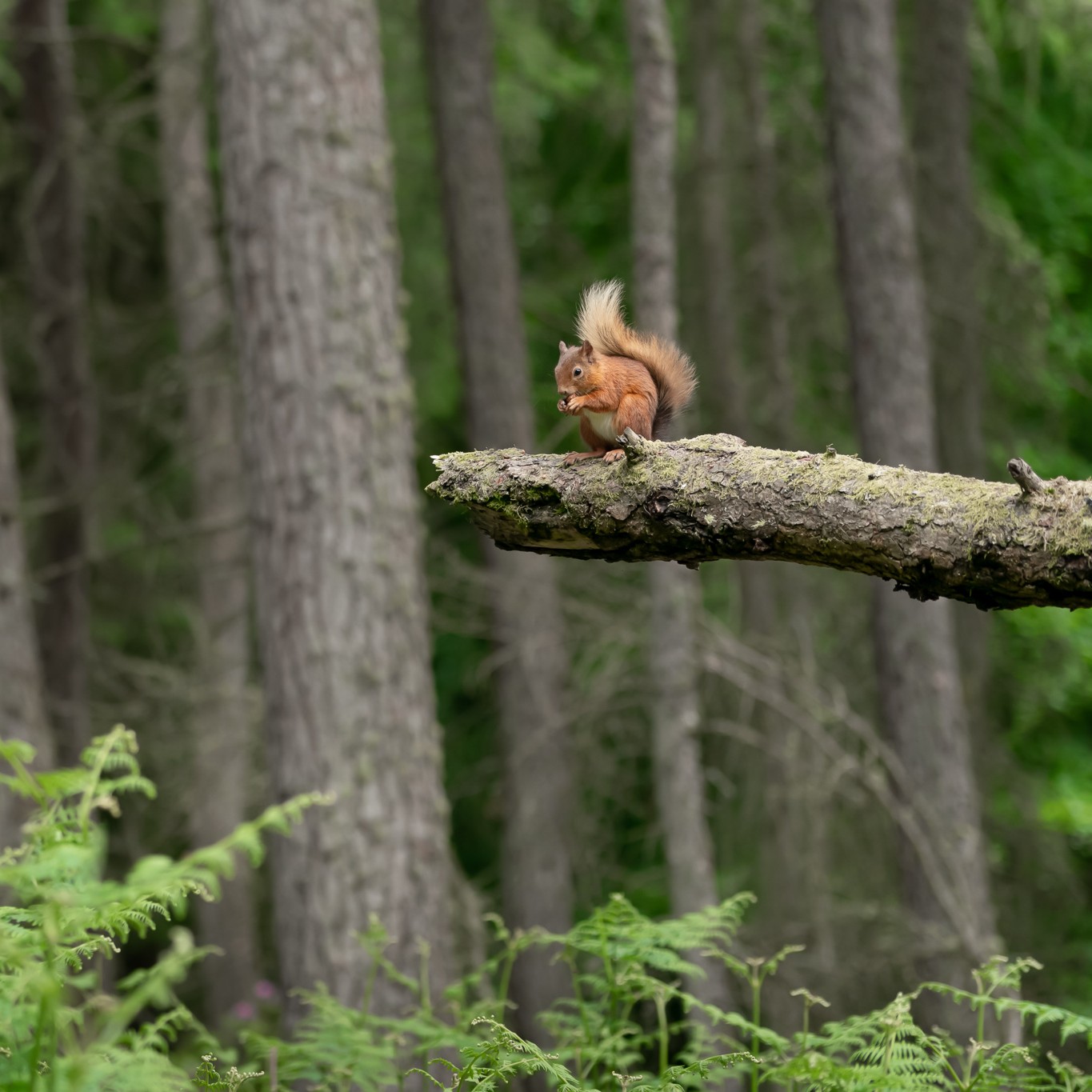 News: Possible Squirrelpox in Bridge of Allan