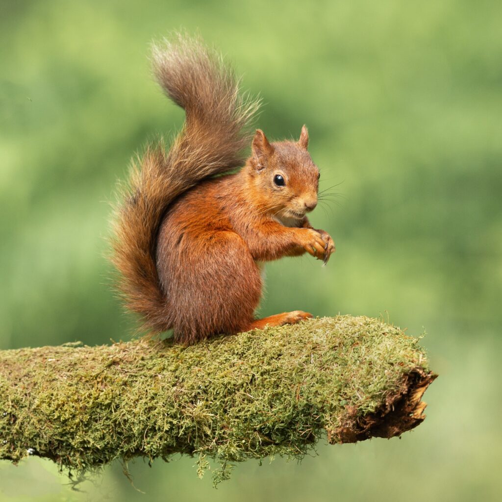 A red squirrel perching on a mossy branch.