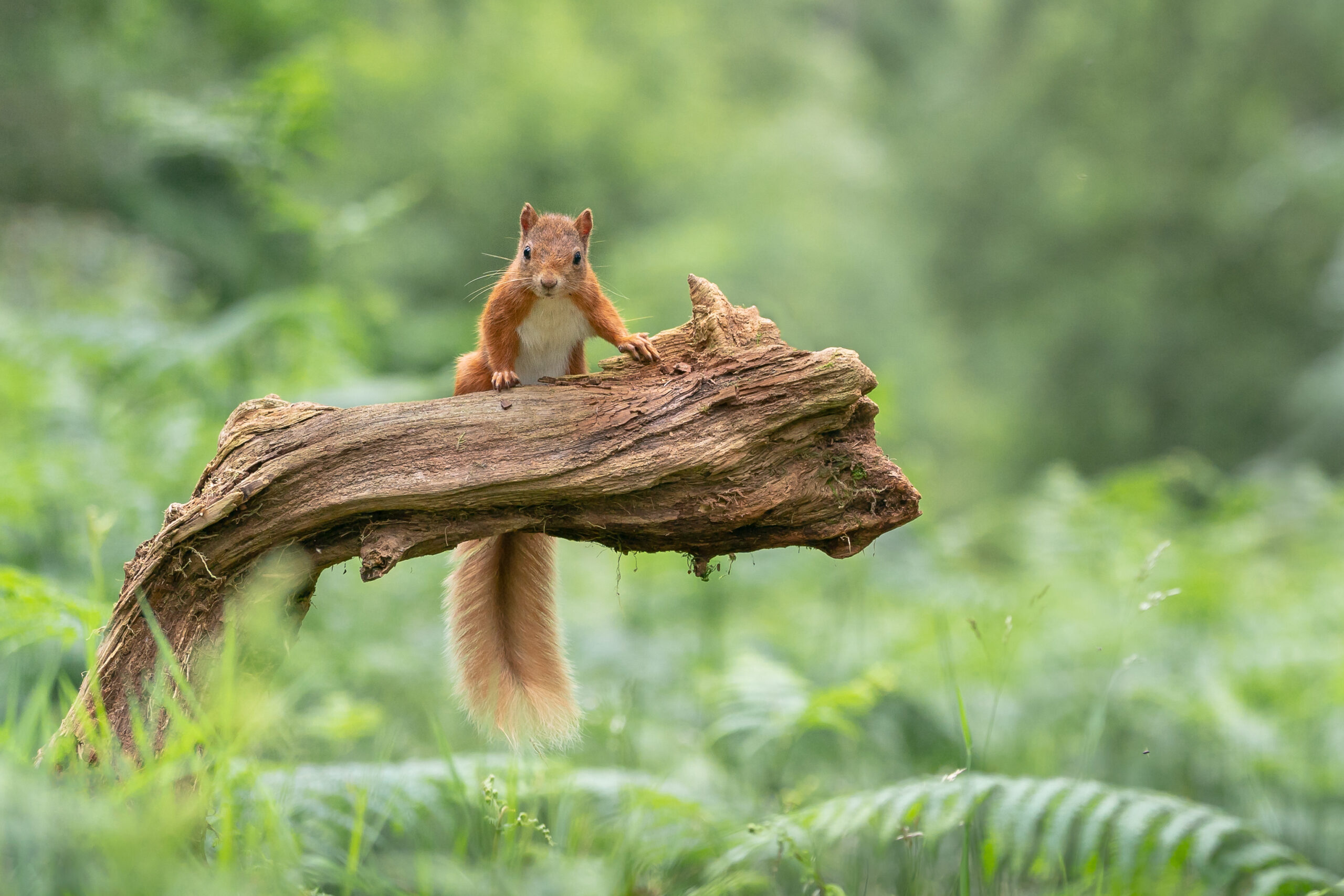 A red squirrel on a log.