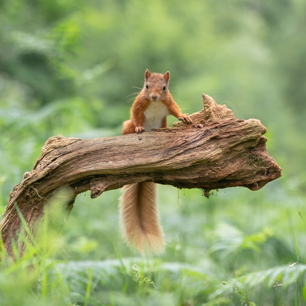 A red squirrel perching on a log.