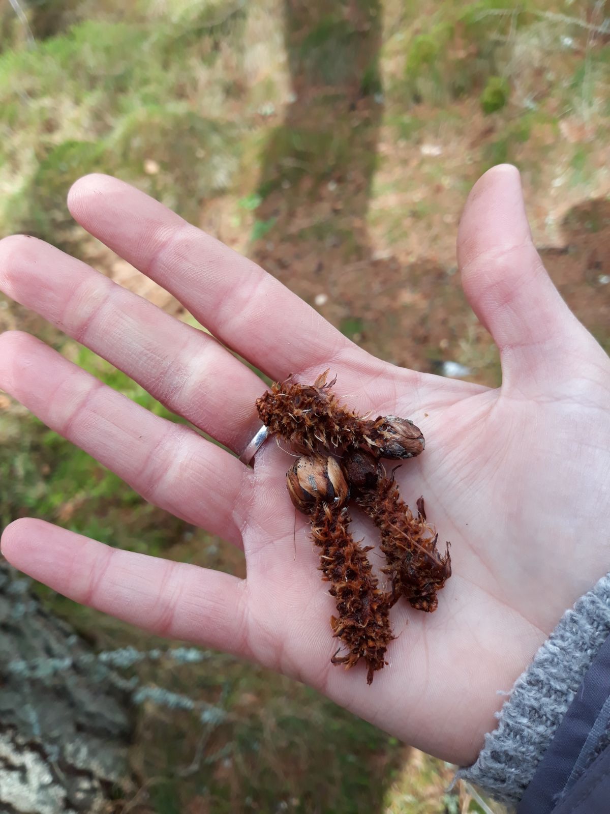 A hand holding chewed pine cones.