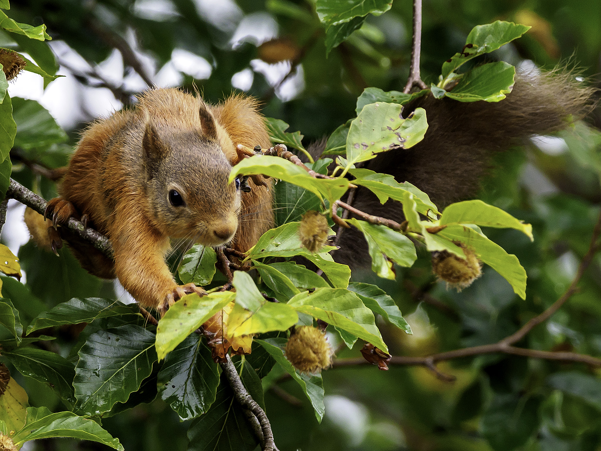 How to spot a squirrel