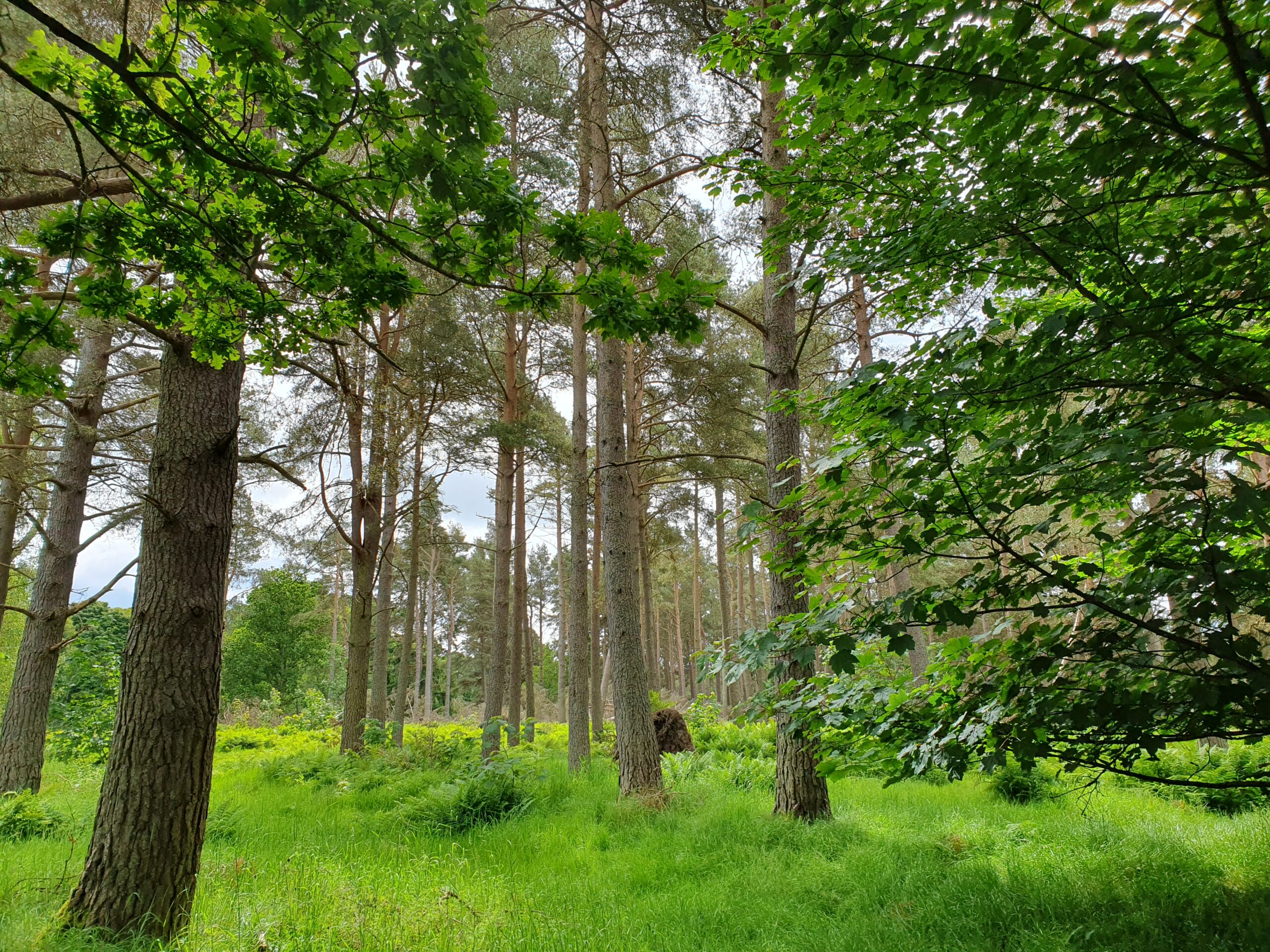 Mixed woodland.