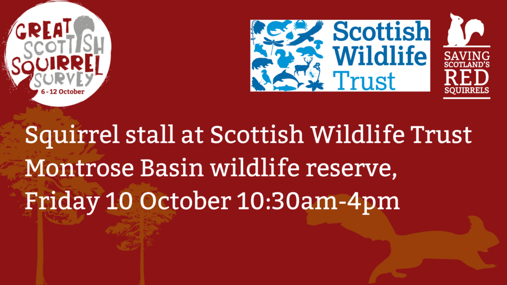 A red tile with the Great Scottish Squirrel Survey, Saving Scotland's Red Squirrels and the Scottish Wildlife Trust logos at the top. Text reads: " Squirrel stall at Scottish Wildlife Trust Montrose Basin wildlife reserve, Friday 10 October 10:30am-4pm”