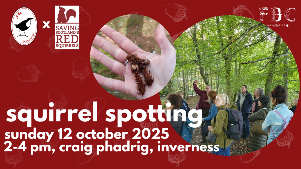 A red tile with an image of people in the woods. Text reads "squirrel spotting, sunday 12 october 2025, 2-4pm, craig phadrig, inverness". The Feminist Bird Club and Saving Scotland's Red Squirrels logos are in the corner.