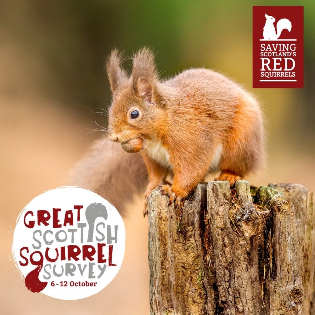 A red squirrel perched on a wooden post, holding a nut in its mouth. The logos for Saving Scotland's Red Squirrels and the Great Scottish Squirrel Survey are overlaid.
