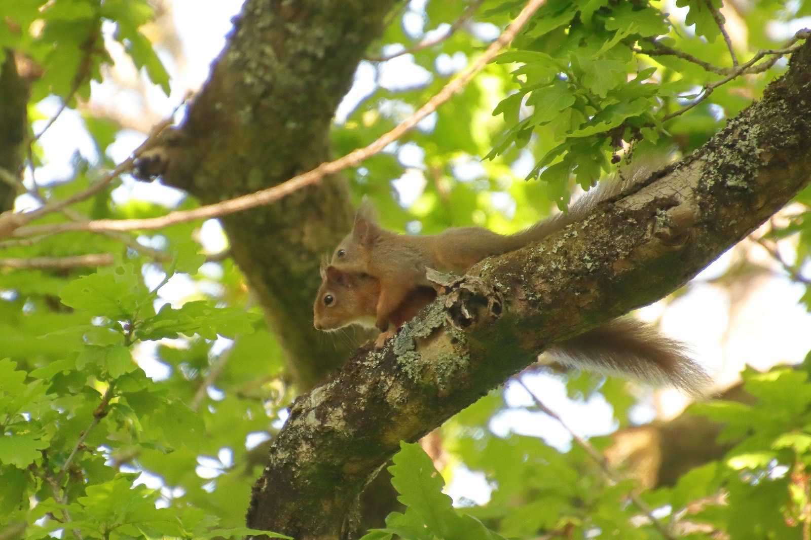 Two young red squirrels in a tree.