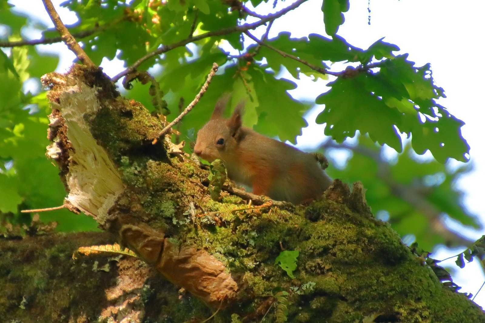 A young red squirrel in a tree.