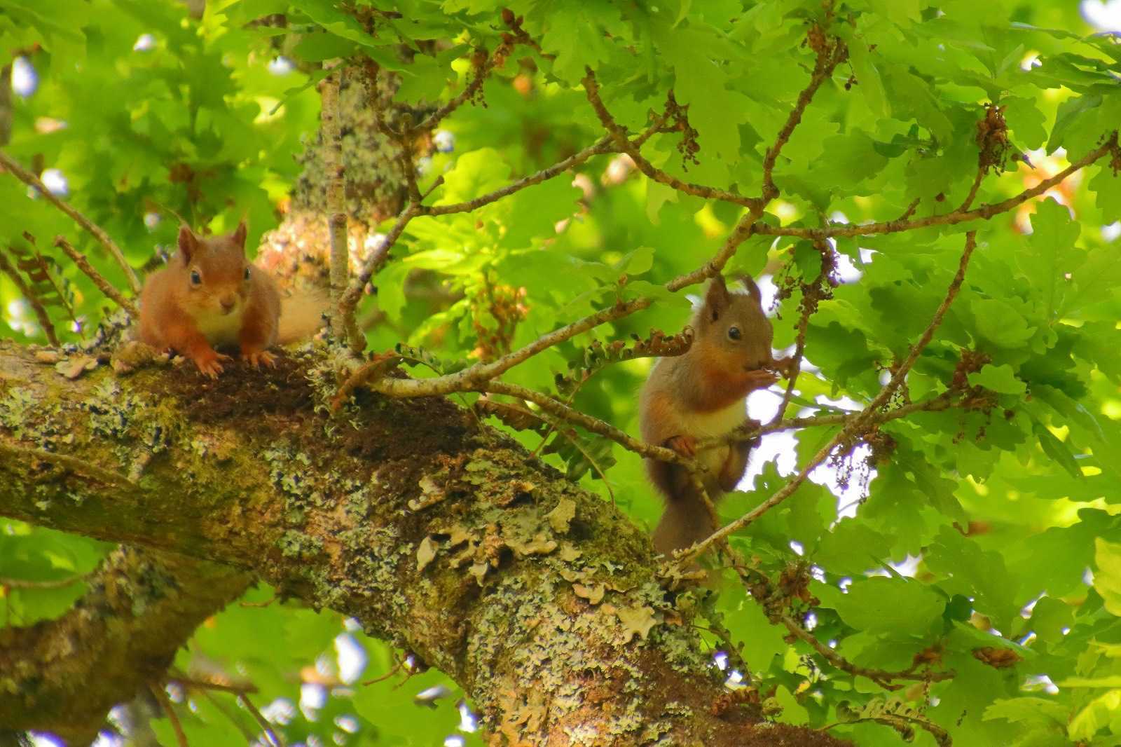 Two young red squirrels in a tree.