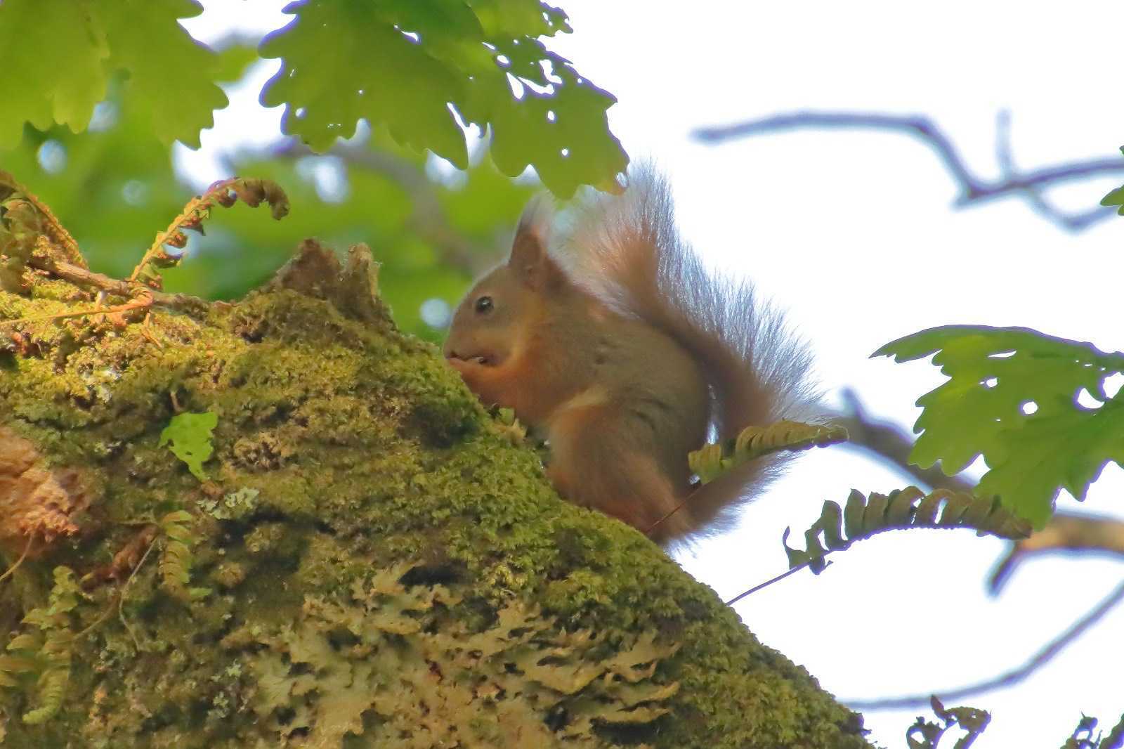 A young red squirrel in a tree.