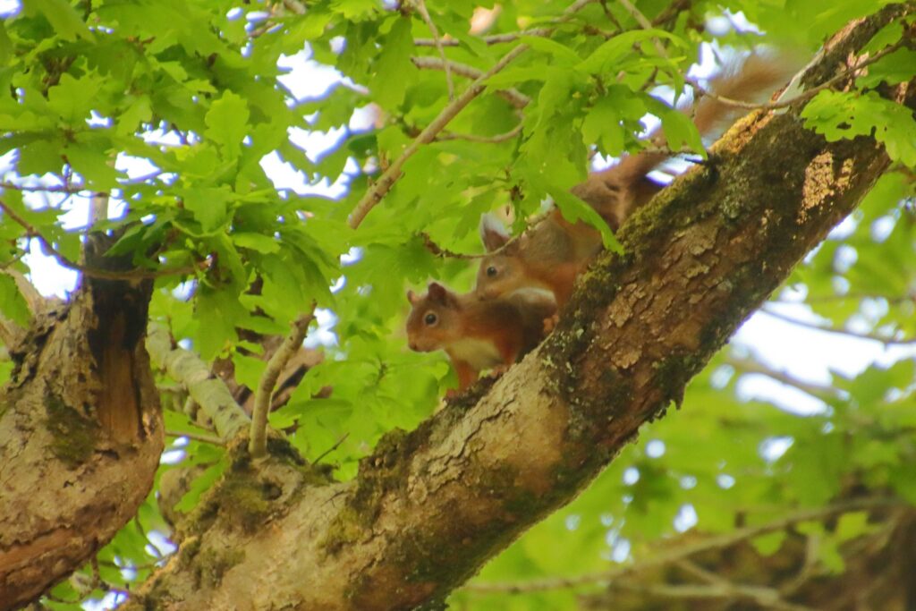 Two young red squirrels in a tree.