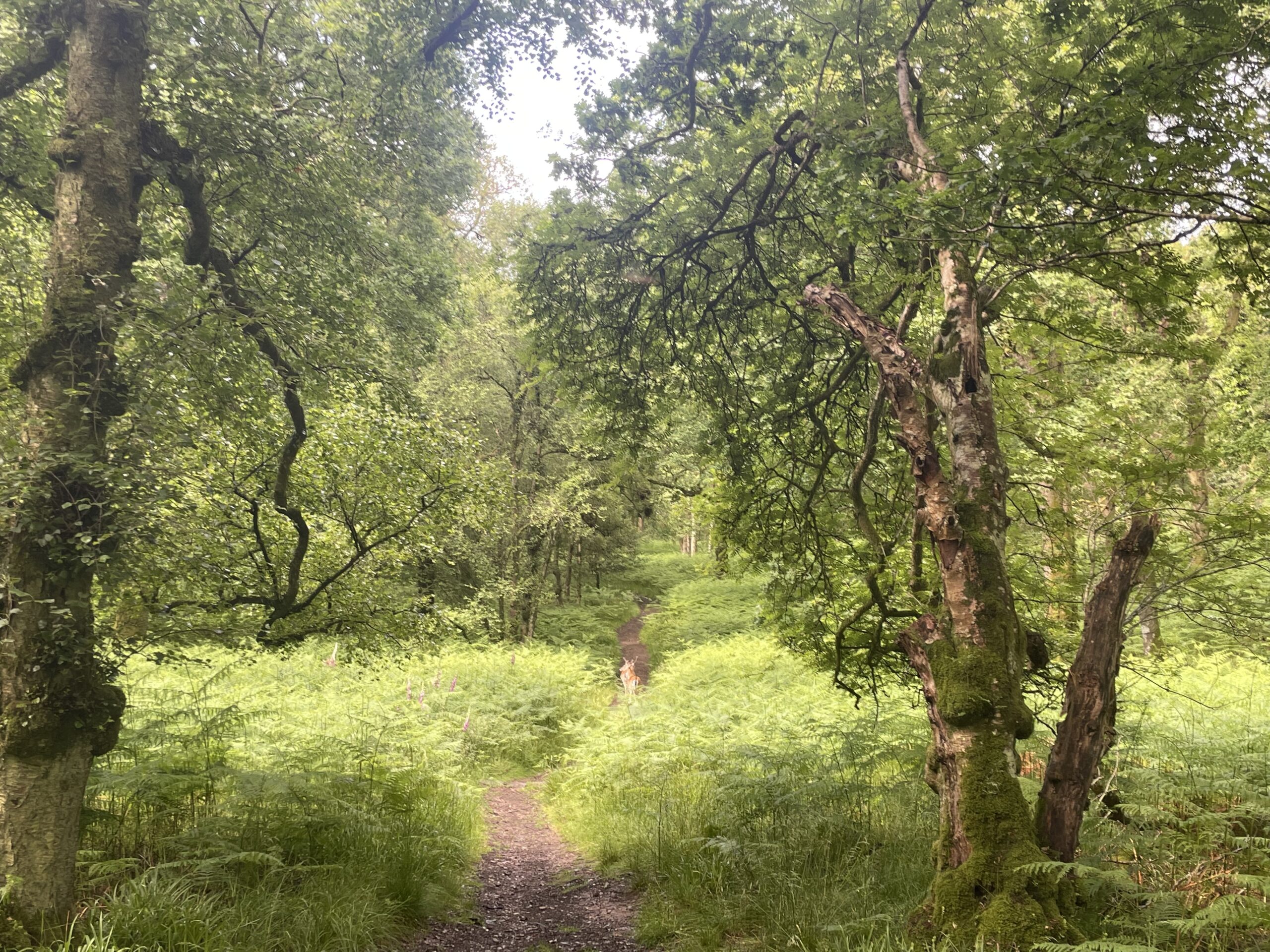 A path through thick green vegetation, with tall trees on either side. Two deer are standing on the path in the distance.