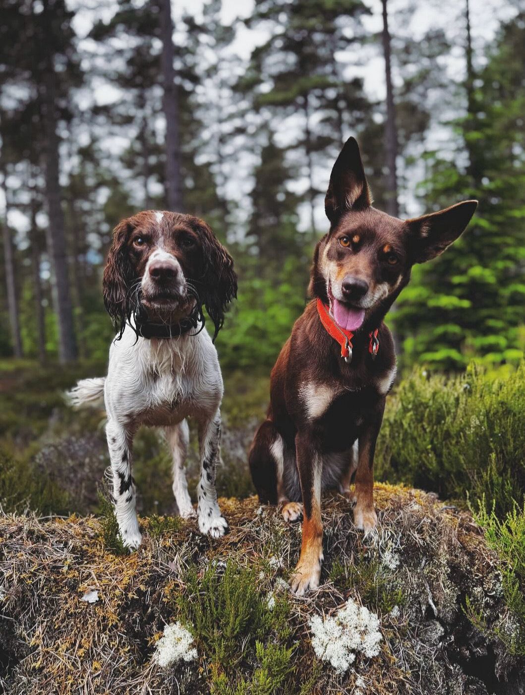 Sika and Tarka in woodland, posed for the camera.