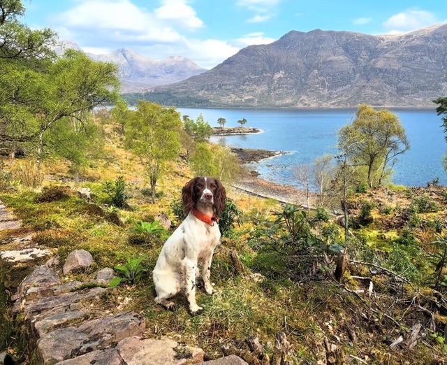 Tarka sitting above an expansive Scottish landscape, with a loch and hills in the background.