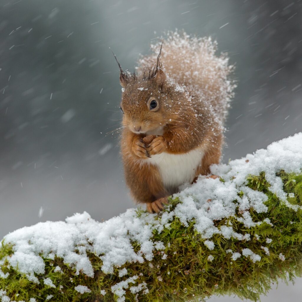 A red squirrel in snow.