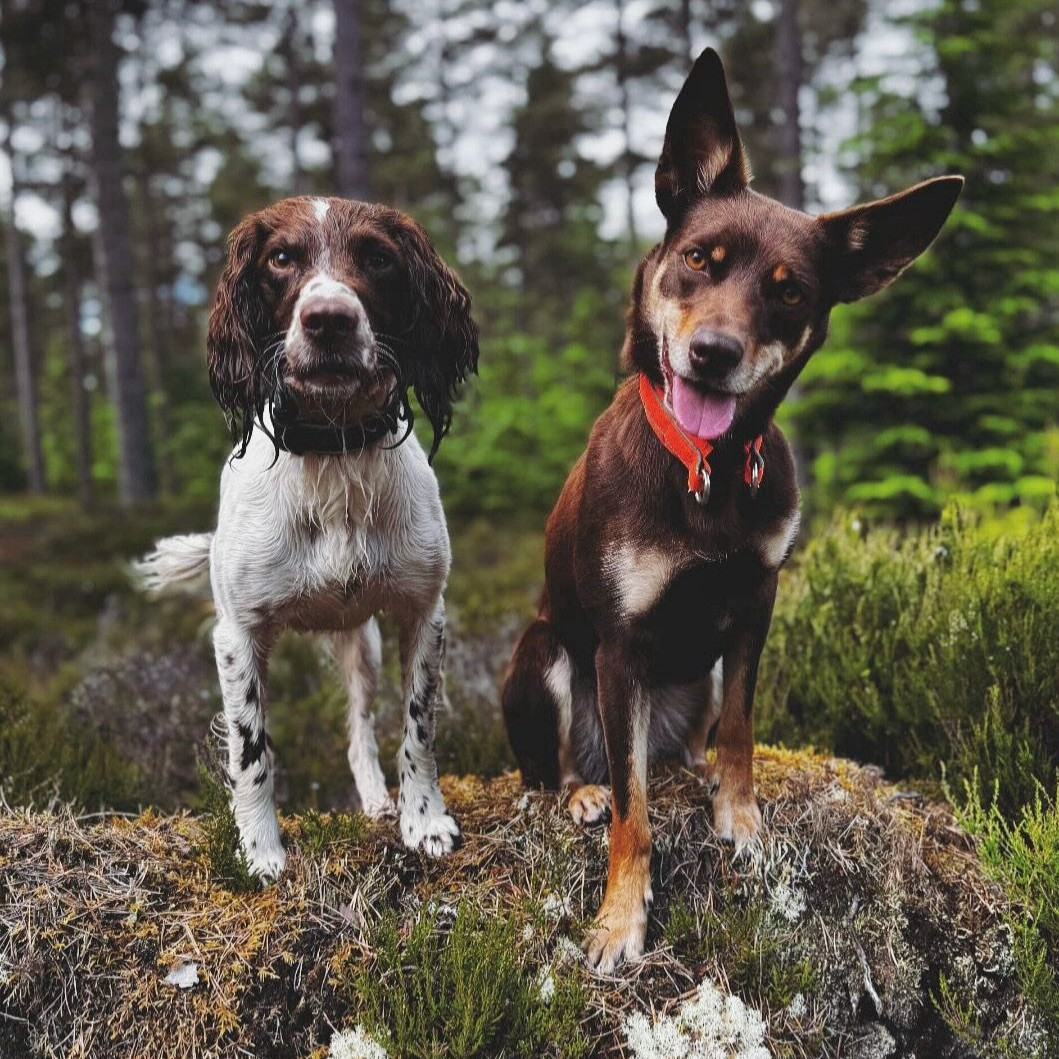 Paws on the Ground for Red Squirrels!