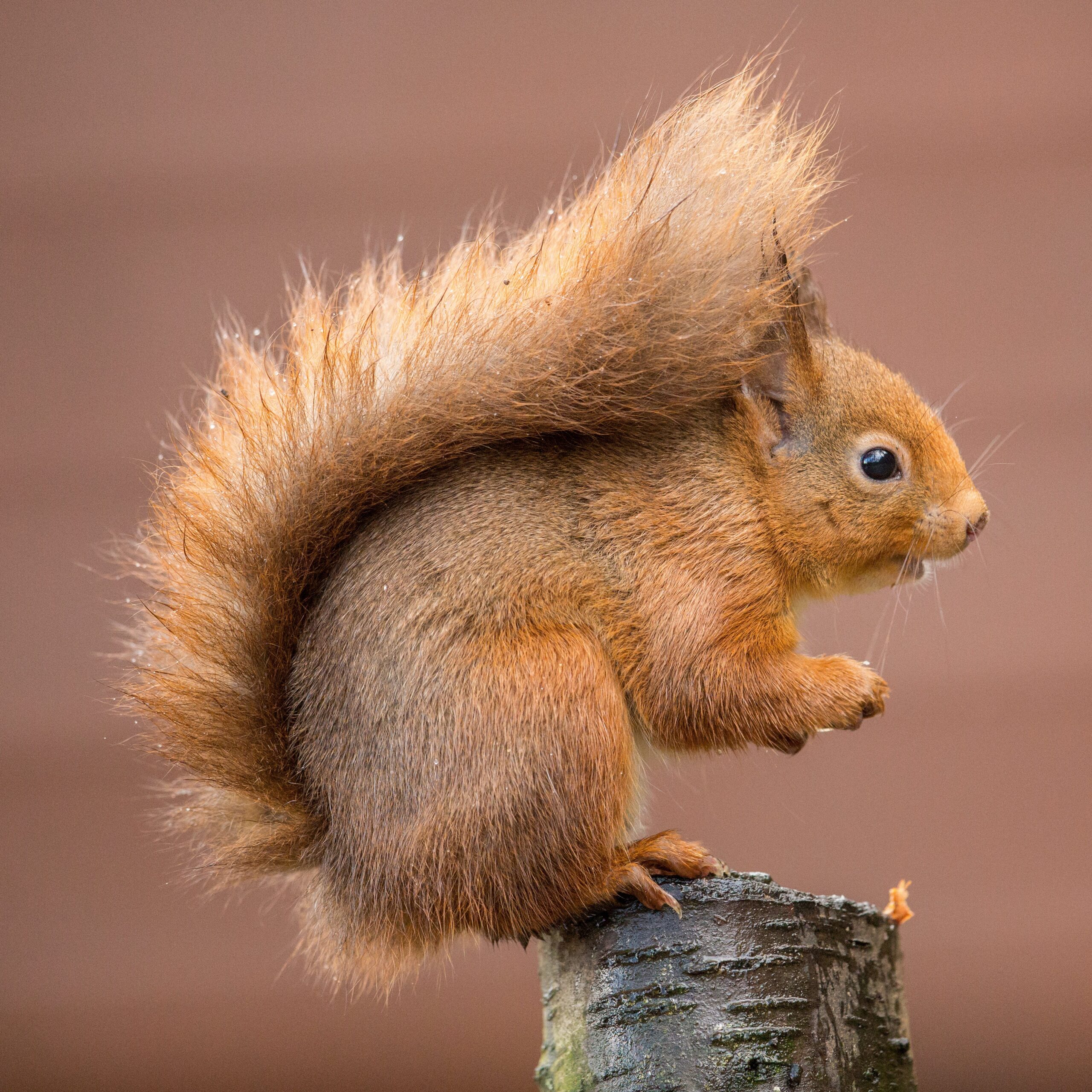 NEWS: Red Squirrel Appreciation Day 2026