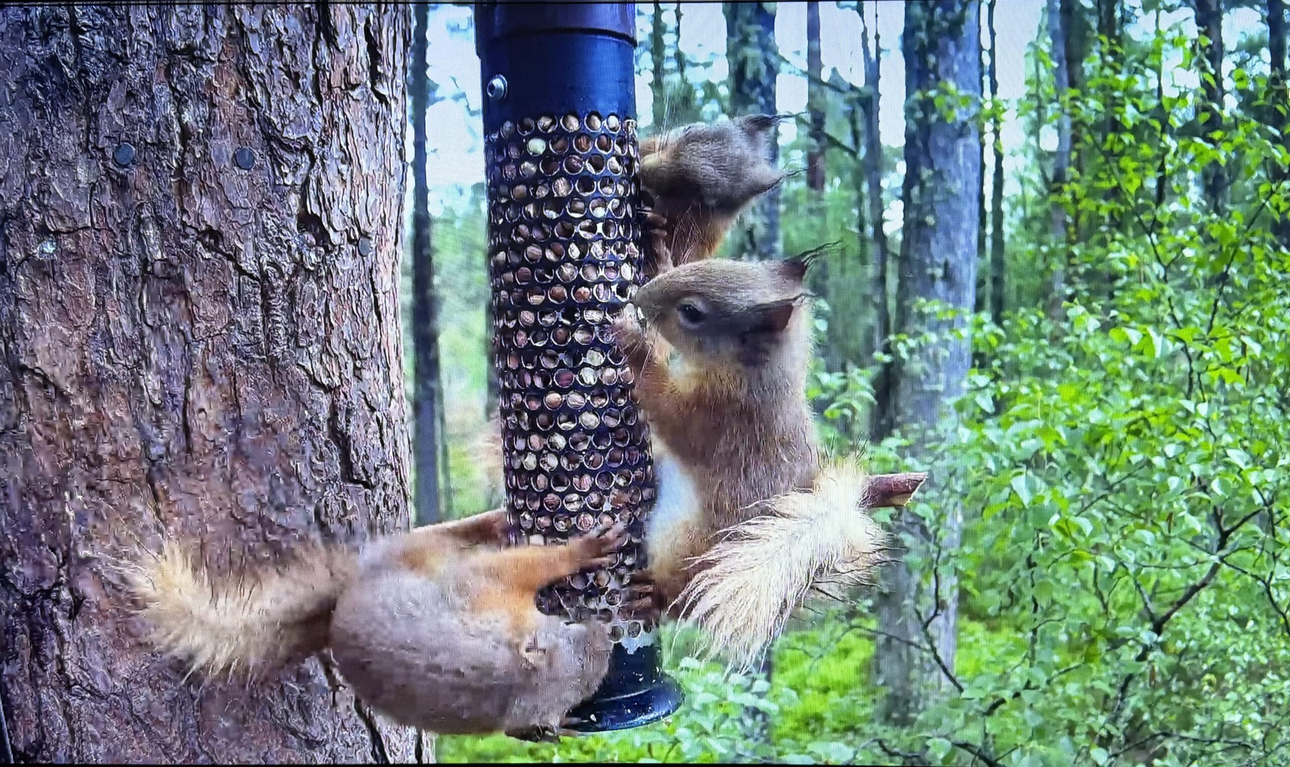 A screenshot of the webcam from Loch Garten, with three young red squirrels clinging to a bird feeder.