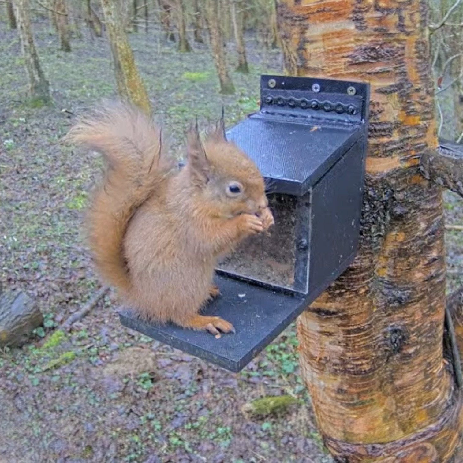 Red squirrel webcams
