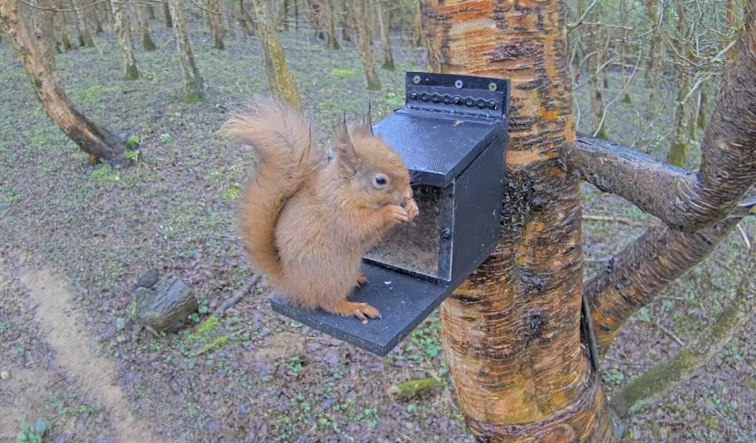 A screenshot of the Loch Leven webcam, with a red squirrel perched on a feeder box.