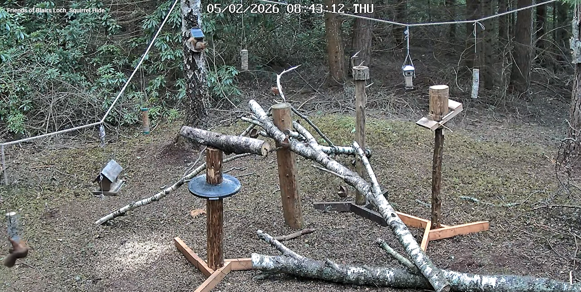 A screenshot of the webcam from Blairs Loch, showing an elaborate feeding station with lots of platforms and ropes. Two red squirrels are on different bits of equipment.