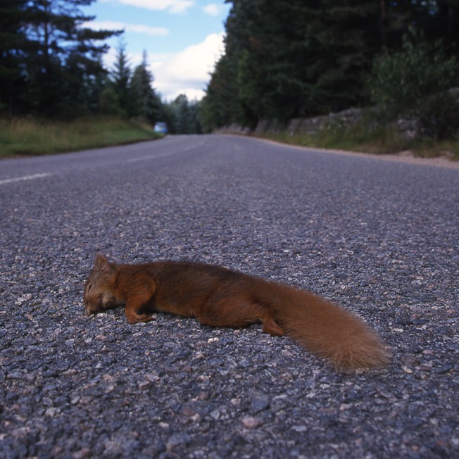 A dead red squirrel lying in the middle of a road.