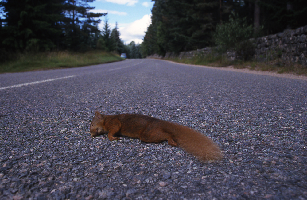 A dead red squirrel lying in the middle of a road.