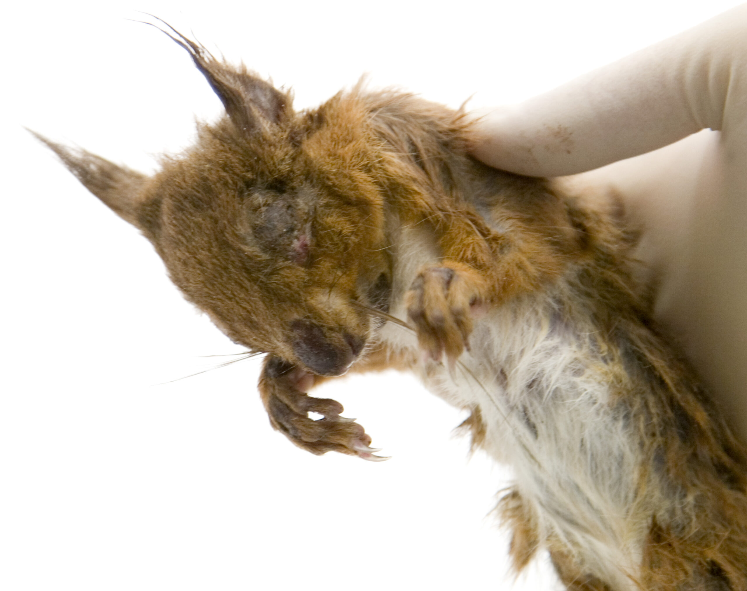 A dead red squirrel being held by a gloved hand. It has lesions around its eyes.