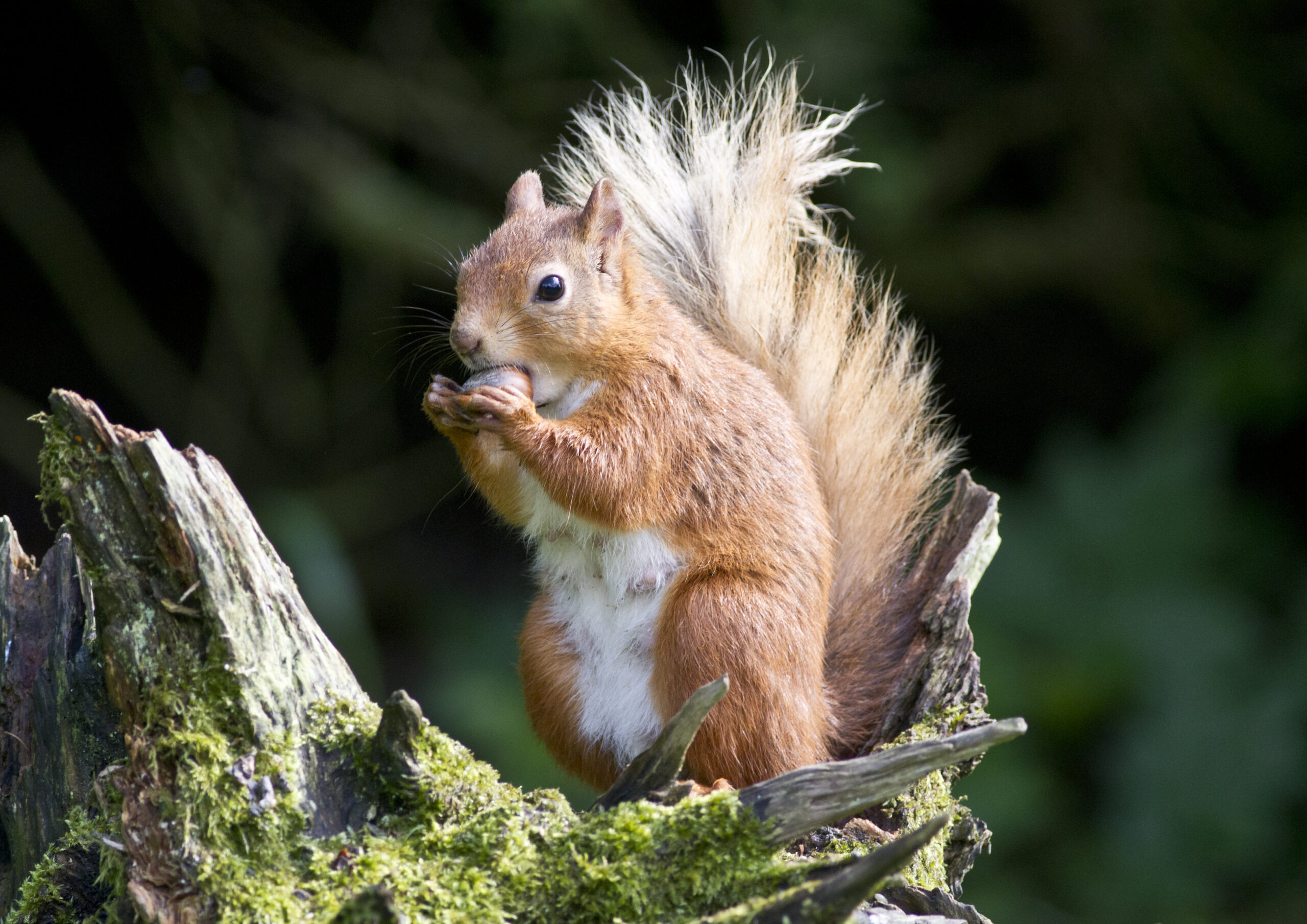 A red squirrel sitting up on a tree stump eating a nut.