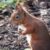 Profile picture of lathrisk red Squirrels